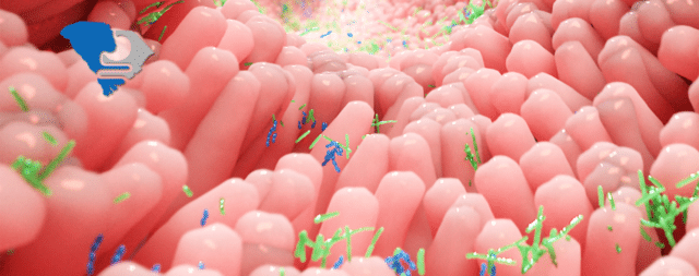 Colorful bacteria on pink gut villi illustrate the microbiome's influence on digestive health.